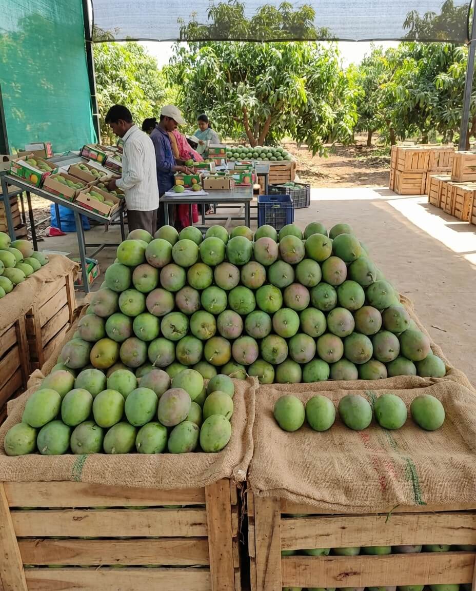 Ratnagiri Alphonso Mango Size [A] 210g -240g/Piece